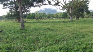 Potrero limpio